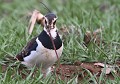 Instrument à une corde...: Vanneau huppé (Vanellus vanellus) et Lombric Vanellus vanellus, vanneau huppé, lombric, oiseau migrateur, marécage, polder 
