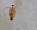 Chorégraphie : Dpahnie ou puce d'eau (Daphnia magna) Dpahnie,puce d'eau, Daphnia magna, chorégraphie, dance aquatique, eau douce, mare, étang, marécage 