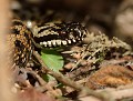 Vipère péliade mâle (Vipera berus, Bretagne, France) Vipère péliade mâle, Vipera berus, vipères, serpent, venimeux, squamates, squamata, reptiles, venimeux, Bretagne, Finisère, Côtes d'Armor 