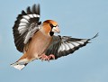 Gros bec casse noyaux mâle (Coccothraustes coccothraustes) Gros bec casse noyaux mâle, Coccothraustes coccothraustes, avifaune, passereau, passériforme, migrateur, hivers, Bretagne, Eddie Roy 