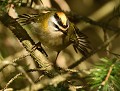Petite danse nuptiale du Roitelet triple bandeau (Regulus ignicapilla) Roitelet triple bandeau, Regulus ignicapilla, parade amoureuse du roitelet, LPO, oiseaux de Bretagne, Eddie Roy 