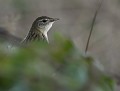 La discrète Locustelle tachétée (Locustella naevia, Bretagne, France). Locustelle tachété, oiseau de bretagne, Locustelle tachétée, LPO, Eddie Roy 