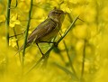 Pouillot véloce (Phylloscopus collybita) Pouillot véloce, passereau, passériforme, avifaune, oiseau migrateur, LPO 