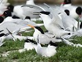 Partager ses gènes à tout prix...Accouplement atypique ou improbable entre une Sterne élégante (Thalasseus elegans) et une Sterne caugek (Thalasseus sandvicensis). Cette Sterne élégante provenant d'Amérique du nord, s'est retrouvée isolée au sein d'une colonie de Sternes caugek sur la côte Atlantique. Sterne élégante en France, Thalasseus elegans, accouplement atypique, oiseau migrateur, espèce allochtone, oiseau de vendée, oiseau pélagique, eddieroyphotos 