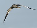 Busard cendré en prospection (Circus pygargus) Busard cendré, Circus pygargus, oiseau migrateur, rapace, oiseau carnivore, rapace gris, eddieroyphotos, oiseau de vendée 