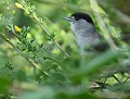 Fauvette à tête noire mâle (Sylvia atricapilla, Bretagne, France). Fauvette à tête noire mâle, Sylvia atricapilla, oiseaux de Bretagne, Oiseaux nicheurs en Bretagne 