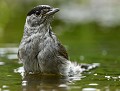 Fauvette à tête noire mâle, au bain (Sylvia atricapilla) Fauvette au bain, fauvette à tête noire mâle, eddie roy 