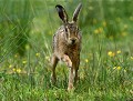 lièvre commun d'Europe  (Lepus europaeus) lièvre commun d'Europe, lièvre en Bretagne, Lepus europaeus, Lagomorphe, mammifère, libre et sauvage, Eddie Roy 