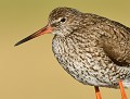 Portrait du Chevalier gambette (Tringa totanus, Vendée, France). Chevalier gambette, Tringa totanus, Eddie Roy, limicoles de Vendée, Limicoles de Bretagne 