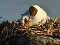 çà va aller, tu verras... "Les études c'est cinq ans de droit, tout le reste de travers" (dixit Coluche). Mouette rieuse et son petit : Chroicocephalus ridibundus (Vendée, France). Mouette rieuse, oisillon de mouette rieuse, Chroicocephalus ridibundus 