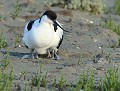 Quel est cet étrange animal ? (Avocette élégante protégeant ses petits sous ses ailes, Vendée, France). Étrange animal, Avocette élégante, Recurvirostra avosetta, instinct maternel 