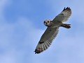 Le jour de l'oiseau de nuit (Hibou des marais :  Asio flammeus) Hibou des marais en Bretagne, Asio flammeus 