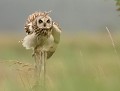 Rencontre inoubliable avec le Hibou des marais (Asio flammeus) Rencontre inoubliable avec le Hibou des marais, Rapace diurne, Asio flammeus, eddie roy 