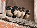 Fratrie d'Hirondelles rustiques (Hirundo rustica) Fratrie d'Hirondelles rustiques, Hirundo rustica, passereaux, passériformes, oiseaux migrateurs en Bretagne, oiseaux insectivores, eddie roy 