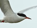 Sterne pierregarin (Sterna hirundo, Vendée, France) Sterne pierregarin, Sterna hirundo, oiseaux de Bretagne 