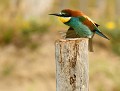 Guêpier d'Europe (Merops apiaster) Guêpiers d'Europe, Merops apiaster 