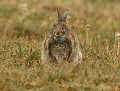 Comme un Bouddha...(Lapine de garenne sur le point de mettre bas). Lapine de garenne, lapin de garenne, lapin sauvage, Faune de Bretagne, mammifère de bretagne, Oryctolagus cuniculus 
