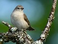 Fauvette des jardins (Sylvia borin) Fauvette des jardins, Sylvia borin, oiseaux migrateur en Bretagne, oiseaux nicheurs en Bretagne 