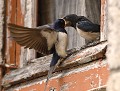 Hirondelles rustiques (Hirundo rustica, Finistère, France) Hirondelles rustiques, Petite Hirondelles rustiques, oisillon d'hirondelle rustique, Hirundo rustica, passereaux, passériformes, oiseaux migrateurs en Bretagne, oiseaux insectivores, eddie roy 