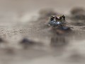 E.T. maison...!(Bébé Crapaud commun :  Bufo bufo) Bébé crapaud, Crapaud commun, Bufo bufo, eddie roy 