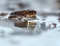 Minuscule Crapaud commun (Bufo bufo, Bretagne, France) Bébé crapaud, Crapaud commun, Bufo bufo, eddie roy 