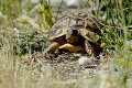 Tortue de hermann libre et sauvage en Sardaigne (Testudo hermanni) Tortue de hermann en Sardaigne, Testudo hermanni 