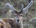 Cerf d’Écosse (cervus elaphus scoticus, Ecosse) Ecosse, Cerf_d_écosse, eddie_roy 