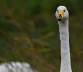 Cygne de Bewick (Cygnus columbianus bewickii, Picardie, France)  
