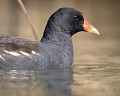 Gallinule Poule d'eau (Gallinula chloropus, Bretagne, France) Gallinule_Poule_d'_eau , Gallinula chloropus 