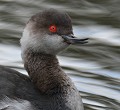 Grèbe à cou noir (Podiceps nigricollis, Gironde, France) Grèbe à cou noir 