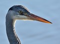 Héron cendré (Ardea cinerea, Bretagne, France) portrait du heron cendre 