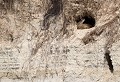 Appartement avec vue sur mer (Lapin de garenne : Oryctolagus cuniculus) Appartement avec vue sur mer, Lapin de garenne, Oryctolagus cuniculus) 