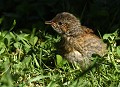Tout jeune Accenteur mouchet (Prunella modularis, Côtes d'Armor, France) oisillon d'accenteur mouchet, accenteur mouchet, oiseau du jardin 