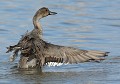 Canard pilet Canard pilet 