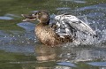 Canard souchet femelle Canard souchet femelle 