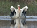 Cigogne blanche (Ciconia ciconia) Cigogne blanche 
