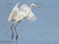 Grande Aigrette Grande Aigrette en vol 