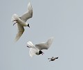 L'apprentissage : Mouettes mélanocéphales (Ichthyaetus melanocephalus) et poussin de Mouette rieuse (Chroicocephalus ridibundus) opportunisme et Mouettes mélanocéphales 