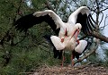 Les équilibristes : Couple de Cigognes blanches (Ciconia ciconia) accouplement de Cigognes blanches 