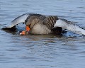 Leçon de natation... : Couple d'Oies cendrées (Anser anser) accouplement d'Oies cendrées 