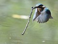 Le saut à la perche...: Martin pêcheur  (Alcedo atthis) Martin pêcheur en vol 