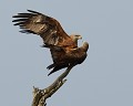 Accouplement de Milans noirs (Milvus migrans Accouplement de Milans noirs 