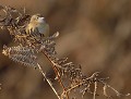 Ché mi le Roi...! (pour un poids maximum de 6,8 gr :  Cisticole des joncs, Cisticola juncidis) Cisticole des joncs 