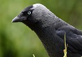 Les yeux révolver...(Choucas des tours : Corvus monedula, Bretagne, France) Les yeux révolver, Choucas des tours en Bretagne, Corvus monedula 