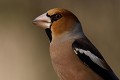 Gros-bec casse-noyaux (Coccothraustes coccothraustes, Bretagne, France) Gros-bec casse-noyaux en Bretagne, (Coccothraustes coccothraustes) 