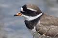 Grand Gravelot (Charadrius hiaticula, Gironde) Grand Gravelot en Bretagne, Charadrius hiaticula 