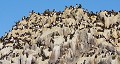 Colonie de Guillemots de Troïl (Uria aalge) Colonie de Guillemots de Troïl, Uria aalge 