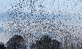 Nuée d’Étourneaux sansonnets (Sturnus vulgaris) Nuée d’Étourneaux sansonnets, Sturnus vulgaris 
