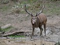 Bain de boue durant le brame. (Cerf élaphe : Cervus elaphus) Bain de boue du cerf élaphe durant le brame. (Cerf élaphe : Cervus elaphus) 