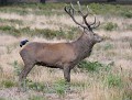 Toussez un peu pour voir ? (Choucas des tours sur Cerf élaphe) Choucas des tours sur cerf élaphe 